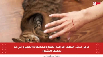 مرض خدش القطط: أعراضه الخفية ومضاعفاته الخطيرة التي قد يجهلها الكثيرون